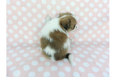 成約済の千葉県のパピヨン-99481の5枚目